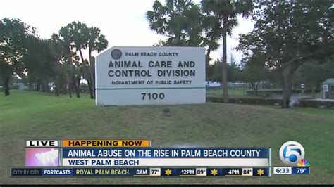 Palm beach county animal control - Mar 1, 2024 · Animal Care and Control is part of Palm Beach County Government. Our shelter was started in 1969. We are located at 7100 Belvedere Road, West Palm Beach, Florida (five miles west of I-95). In 1974, the shelter became a division of the Public Safety Department. Programs and services were expanded to keep pace with the growing human and animal ... 